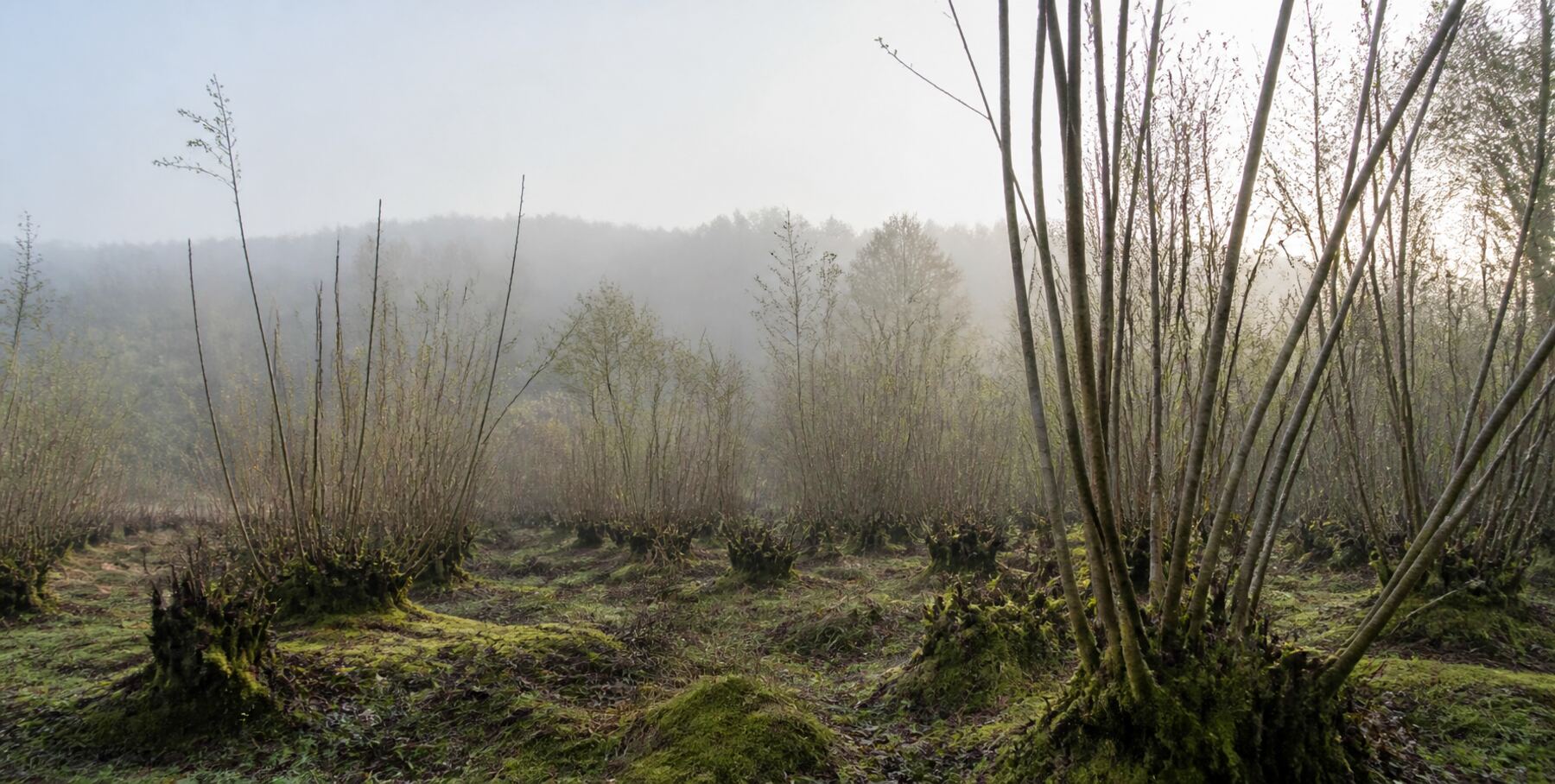Coppiced hazel stems rising through morning mist in British woodland
